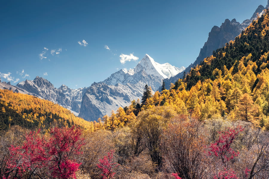 Paisaje de Shangrila China, se ve la montaña nevada al fondo y en primer plano vegetación con colores otoñales
